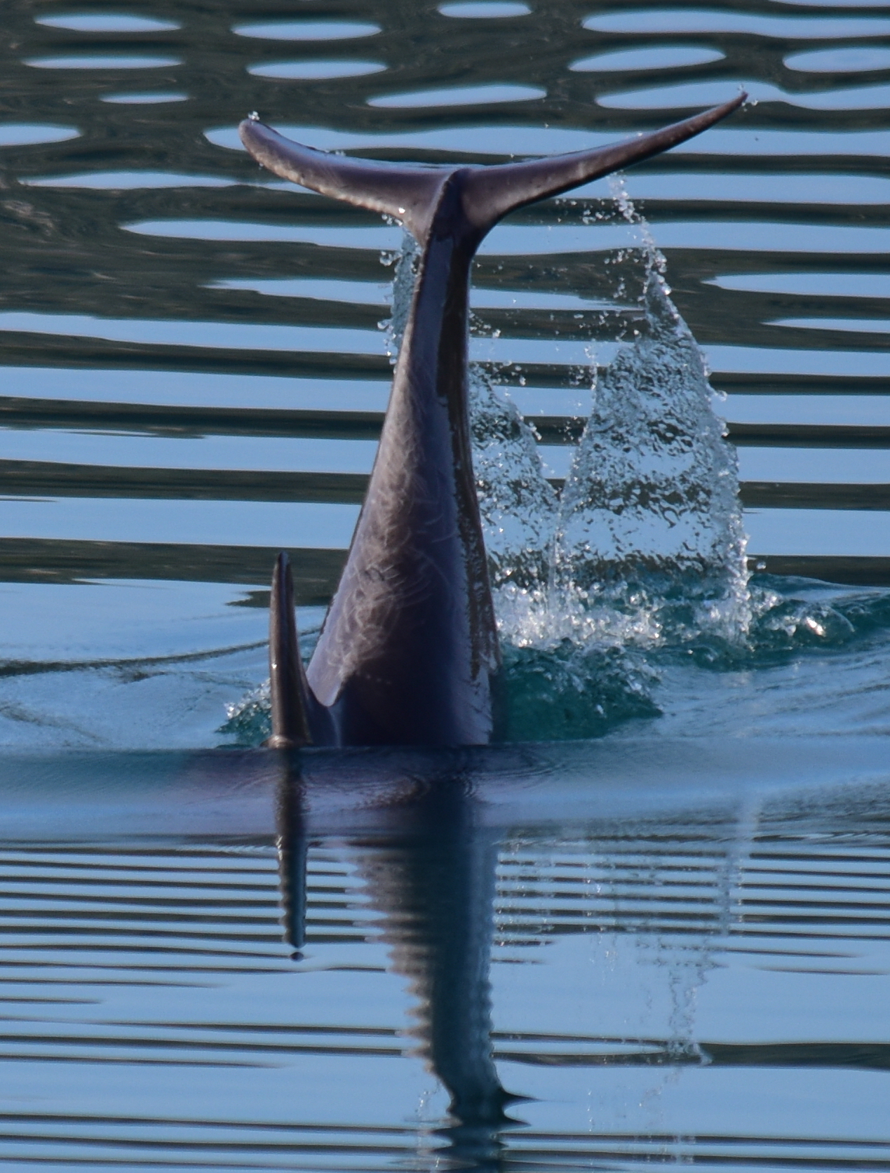(c) Rand Pipp - Dolphin Tail